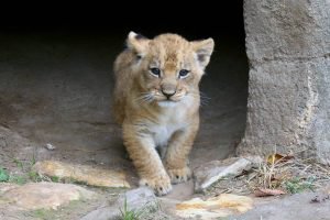Cameron-Park-Zoo-Lion-Cub-12-03-17-10-300x200.jpg
