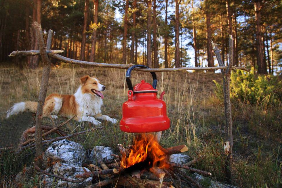 Camp-fire-dog.jpg