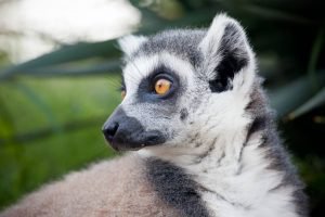 Lemur-300x200.jpg