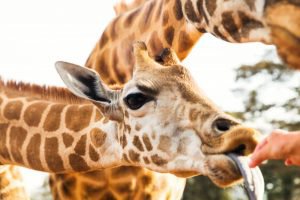 Hand-Feeding-Giraffe-300x200.jpg