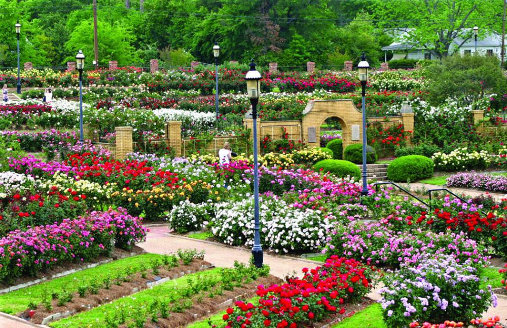 Everything's Coming Up Roses: Visit the Tyler Municipal Rose Garden -  Insite Brazos Valley Magazine — Be in the know.