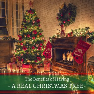Christmas-Tree-Thumbnail-300x300.png