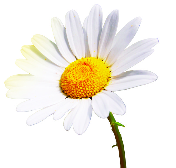 daisy flower on a summer field