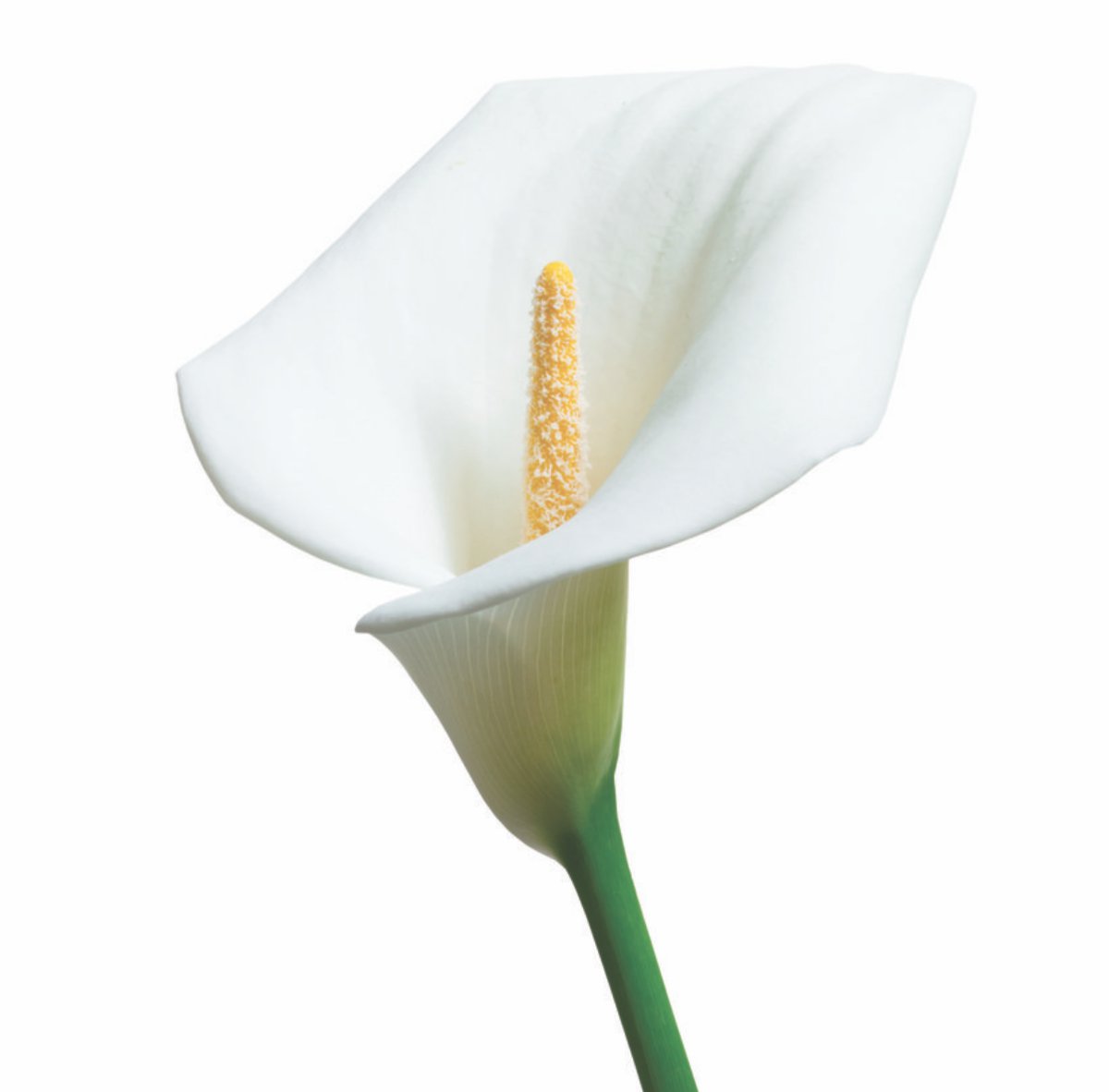 white lily flower smell clipart