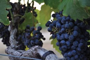 WINEMessina-purple-grapes-300x199.jpg