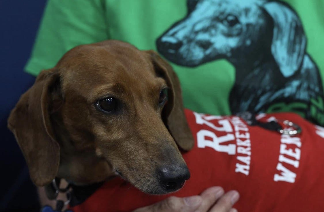 Bryan College Station wiener dog to race at Houston Texans Weiner Dog