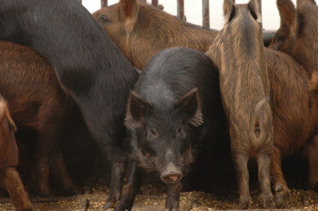 group-of-feral-hogs-1-1024x681.jpg