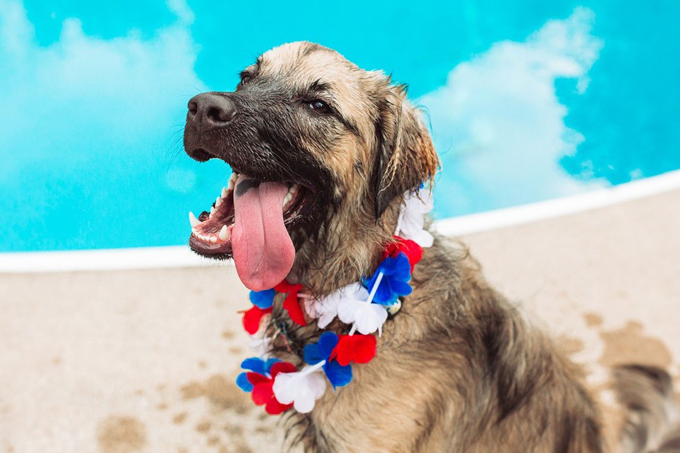 july-4-dog.jpg